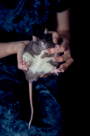 berkshire standard rat cuddles with its ownerの写真素材