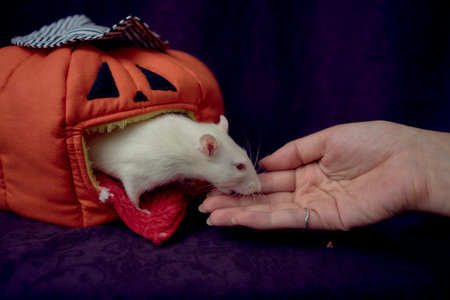 an  albino standard rat hides in the bed house in the shape of a pumpkinの写真素材