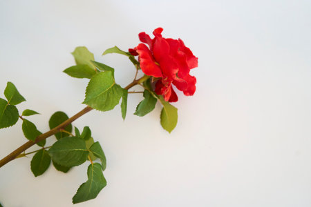 a single red rose  on a pale blue backgroundの写真素材