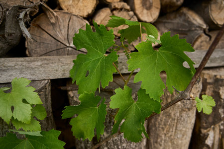 green sprouts of grapes on the background of a woodshed