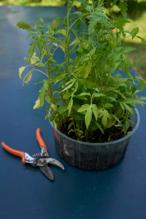 tomato seedlings in a container on the table next to secateursの写真素材