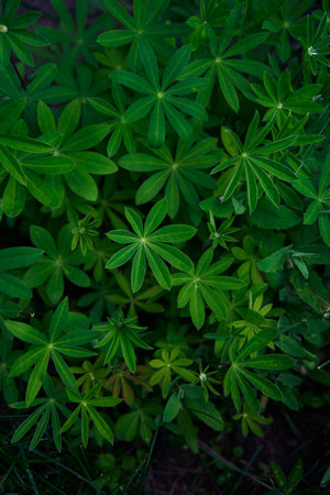 lupine flowers are blooming in the gardenの写真素材
