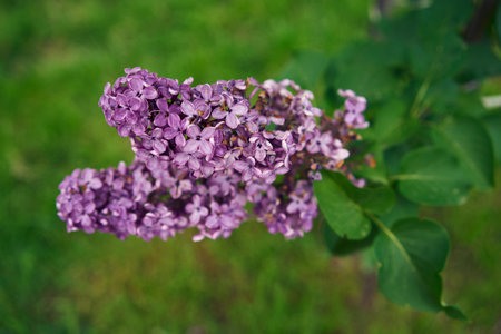 a faded lilac branches on a tree, plant background