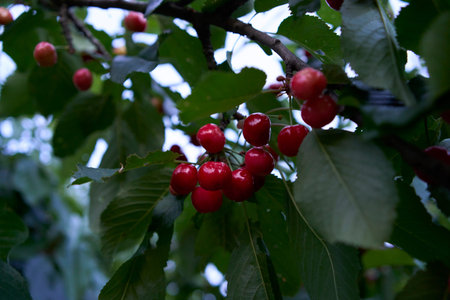 an  unripe cherry fruits on the tree