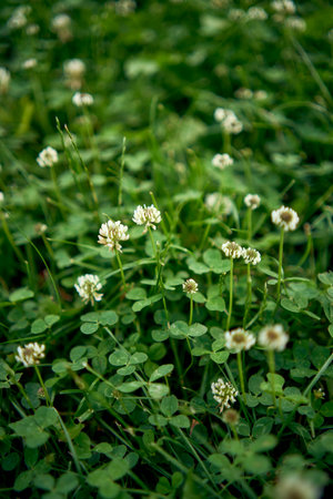 a white clover flowers among the grassの写真素材