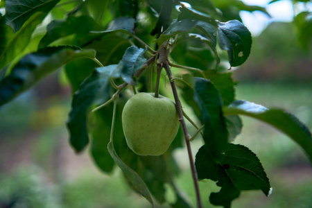 green apple in the gardenの写真素材