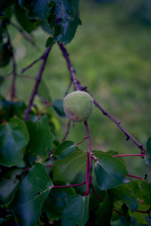 unripe apricot in the gardenの写真素材