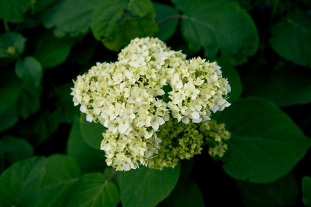 hydrangea flowers in the garden