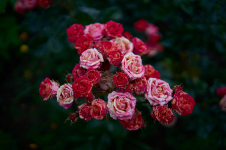 bush roses in a flower bedの写真素材