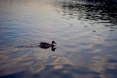 wild ducks on the river at sunsetの写真素材