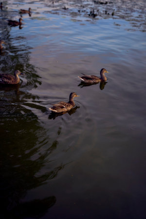 wild ducks on the river at sunsetの写真素材