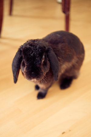 young plus size woman in home clothes playing with her pet rabbit on bed in student dormitoryの写真素材