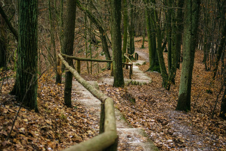 a path with a wooden handrail in the forest in late autumn, Gdansk, Poland
