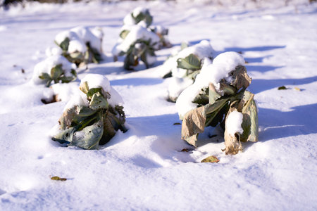 a  cabbage in the vegetable garden is covered with a layer of snowの写真素材