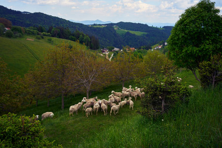 Herd of sheep grazing on a green slovenian mountain slope