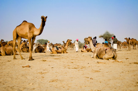 Rural Landscape with Indian villagers and camelsのeditorial素材