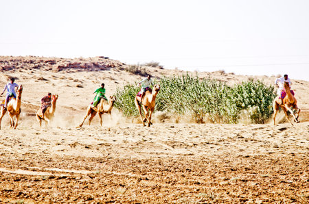 Camel Race during Desert Festival in Jaisalmer, Rajasthan, India, Asiaのeditorial素材