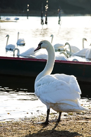 Beautiful white swan in the lakeの写真素材