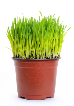Green wheat in flowerpot isolated on whiteの写真素材
