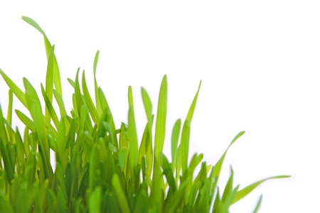 Green wheat field isolated on white backgroundの写真素材