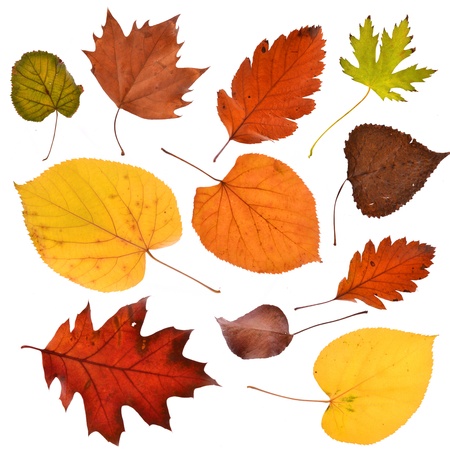 Collection beautiful autumn leaves isolated on white backgroundの写真素材