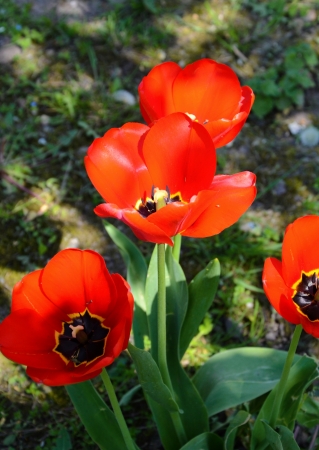 Bunch of red tulip flowers in parkの写真素材