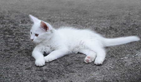 Portrait of a cute and furry white kitten 