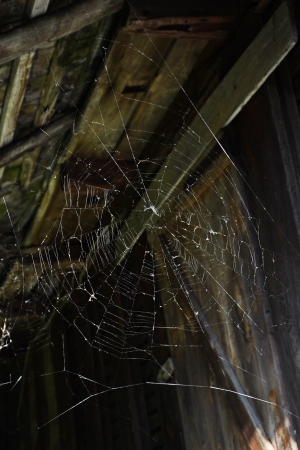 Big spider net on the abandoned atticの写真素材
