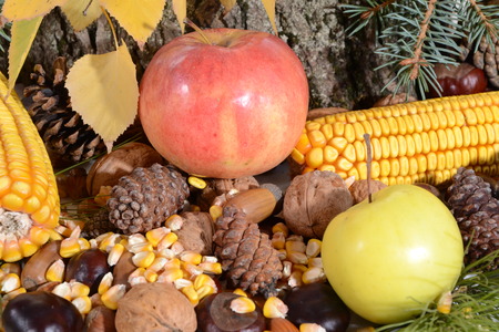 Autumn still-life with large group of products like apple, corn,  hazelnut, chestnut and moreの写真素材