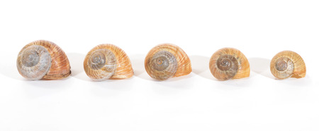 garden snail  Helix aspersa  isolated on white backgroundの写真素材