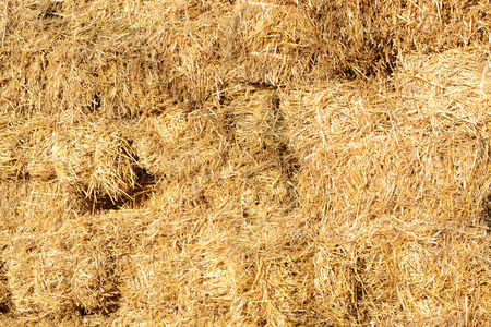 Bales of  wheat straw in countryside at harvest time の写真素材