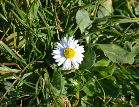 White Flowers in the Grass の写真素材