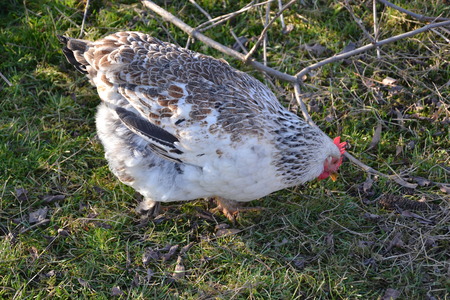Hen in a farmyard  Gallus gallus domesticus の写真素材