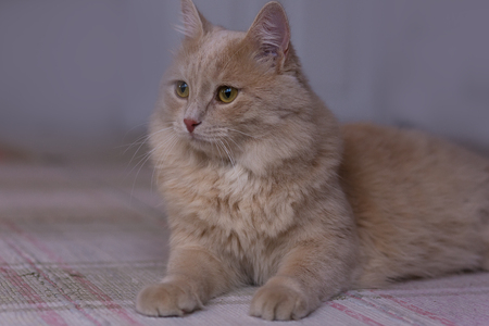 The cat lies on a large rug in a cottageの写真素材