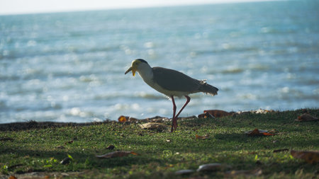 Masked Lapwing Bird in front of the seaの写真素材