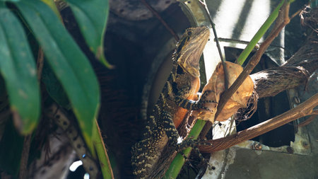Australian Lizard in a treeの写真素材