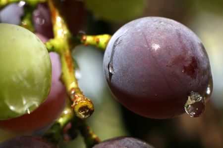 the grape colourful close-up imageの写真素材