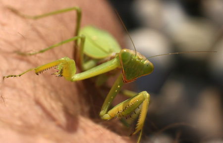 the mantis close-up image for you