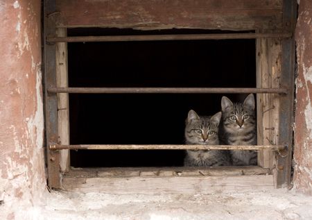 two sadness kitten  in  prison photo
