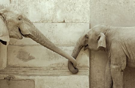  elephant and his calf, touching each other の写真素材