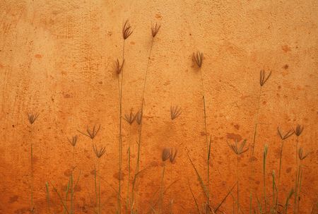 orange wall and plants beautiful background photoの写真素材