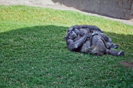 the couple of chimpanzee,  lying on the grassの写真素材