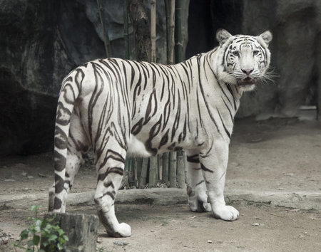 White tiger photoの写真素材