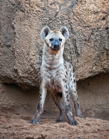 A spotted hyena, warily watching to cameraの写真素材