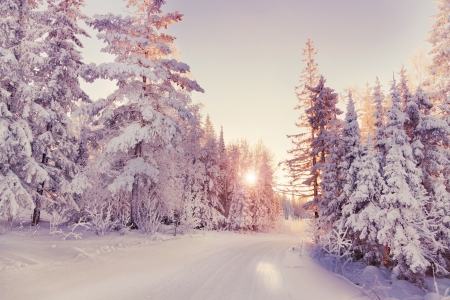 Beautiful winter landscape in the forest. Sunsetの写真素材