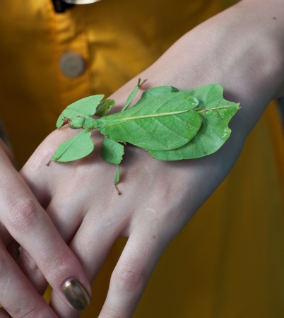 Phyllium siccifolium  leaf insect walking leave, phyllidae, on the human handの写真素材