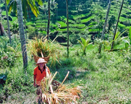 BALI - MARCH 19  Farmer with the baskets filled with a rice on March 19,2 013 in Bali, Indonesia  Farmers typically plant Green Revolution rice varieties allowing 3 growing seasons yearly のeditorial素材