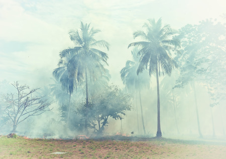 fire in the jungle forest Thailandの写真素材