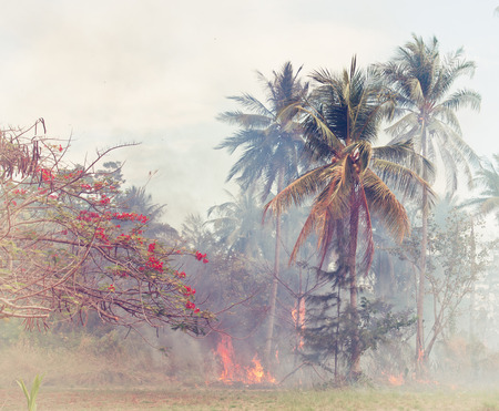 fire in the jungle forest Thailandの写真素材