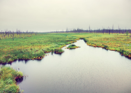 River in the dead forest. Russiaの写真素材